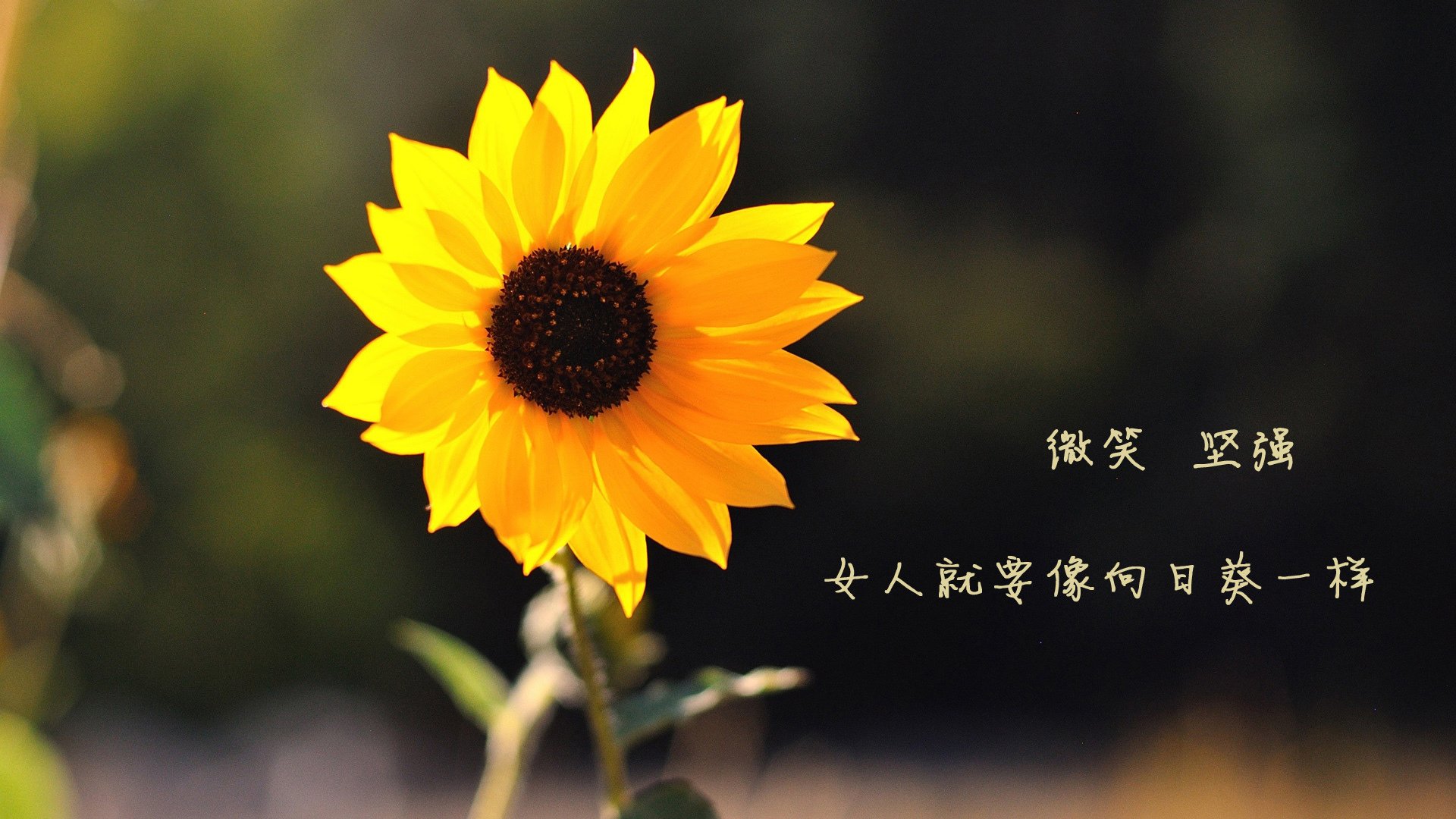 女子蝶泳划频节奏变化曲线对比图，女子蝶泳100