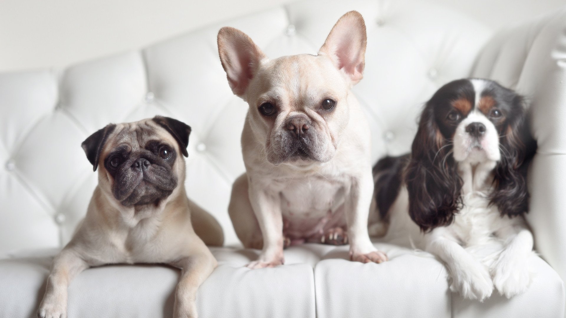 德国队在国际乒联混合团体世界杯中的战略与赛制，德国乒乓球参赛名单