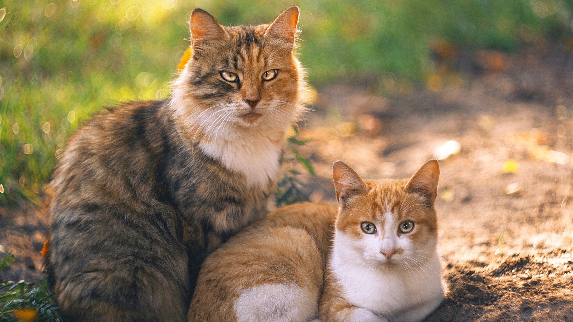 高位逼抢战术失败后是否应立即转入中后场布防，高位过招2