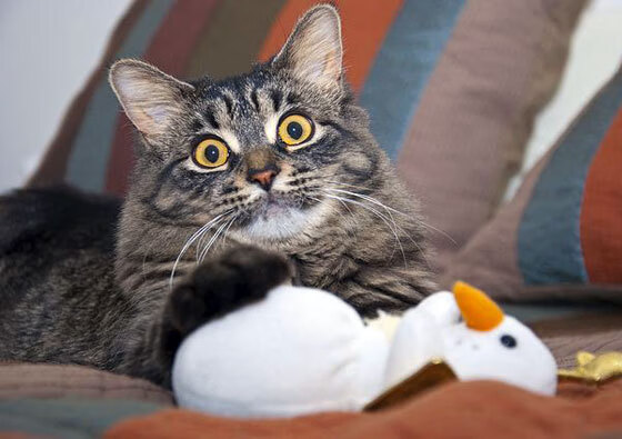 “帕布罗·马特拉的脚踏实地与高超球技,继续为阿根廷美洲狮队注入力量”