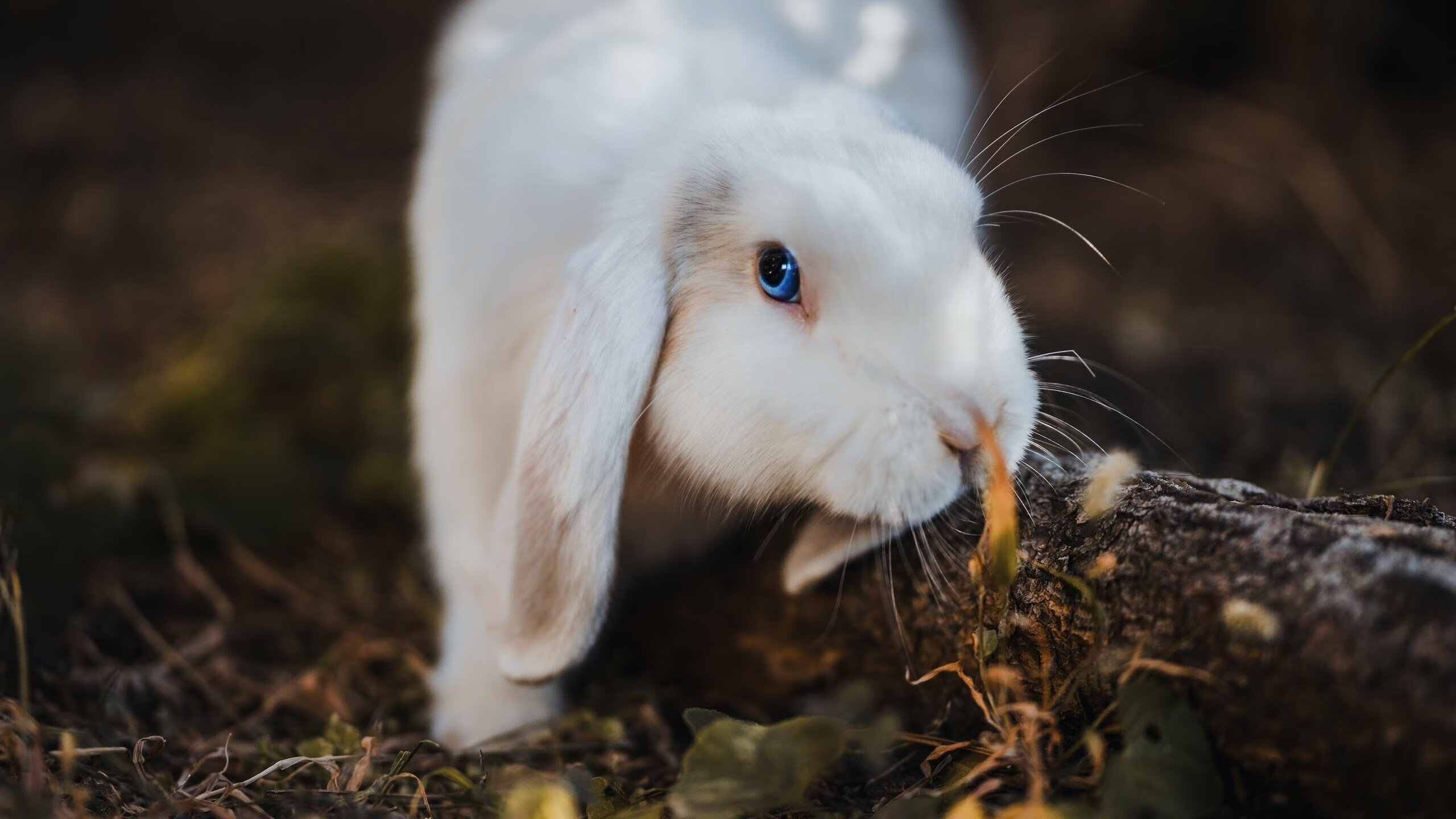 坎特的防守表现助切尔西稳居英超榜首